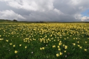 Jonquilles